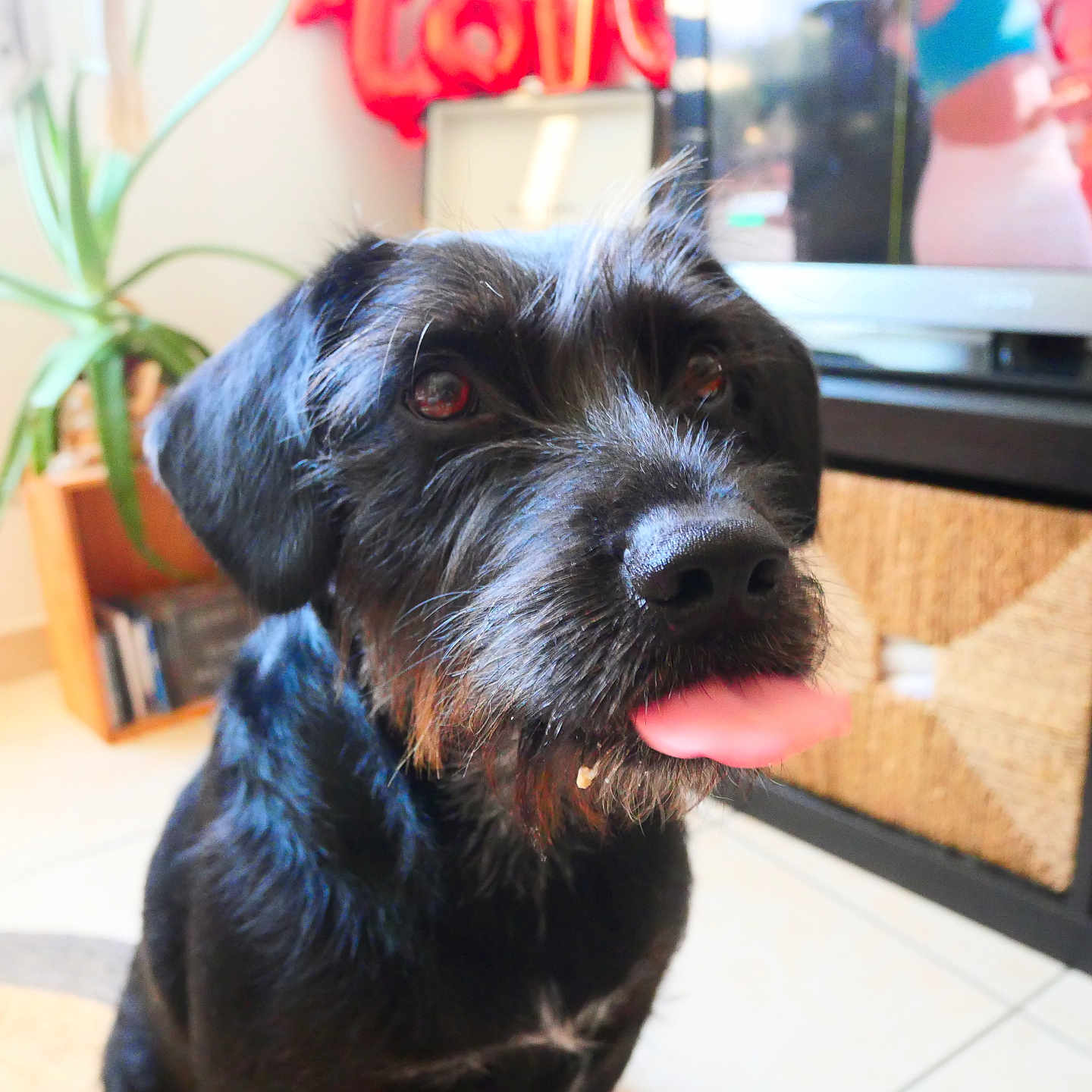 Suzy participe au concours pour gagner de l'argent avec cette photo : adult, affenpinscher, animal, canine, computerhardware, dog, electronics, furniture, hardware, male, man, monitor, person, pet, plant, pottedplant, puppy, screen, terrier, tv