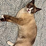cat, kitten, colorpoint, siamese_cat, blue_eyes, brown_fur, cream_fur, white_paws, dark_ears, dark_tail, animal, pet, lying_down, bed, bedsheet, patterned_fabric, indoor, portrait, relaxed,  unimpressed