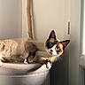 cat, feline, blue_eyes, sitting, lounging, portrait, indoors, home, ottoman, furniture, cushion, cream_fur, brown_markings, pointed_ears, whiskers, sunlight, natural_light, relaxed, pet, closeup