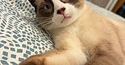 Snow a rejoint le concours — aidez-le/la à gagner de superbes lots ! cat, siamese_cat, pet, animal, feline, blue_eyes, pointed_ears, whiskers, pink_nose, white_paws, brown_fur, cream_fur, lying_down, stretching, relaxed, indoor, bed, bedspread, portrait, close_up