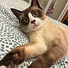 cat, siamese_cat, pet, animal, feline, blue_eyes, pointed_ears, whiskers, pink_nose, white_paws, brown_fur, cream_fur, lying_down, stretching, relaxed, indoor, bed, bedspread, portrait, close_up