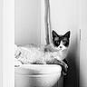cat, tuxedo_cat, black_and_white, pet, animal, feline, portrait, sitting, lounging, stool, chair, indoor, home, room, branch, wood, monochrome, grayscale, alert, whiskers