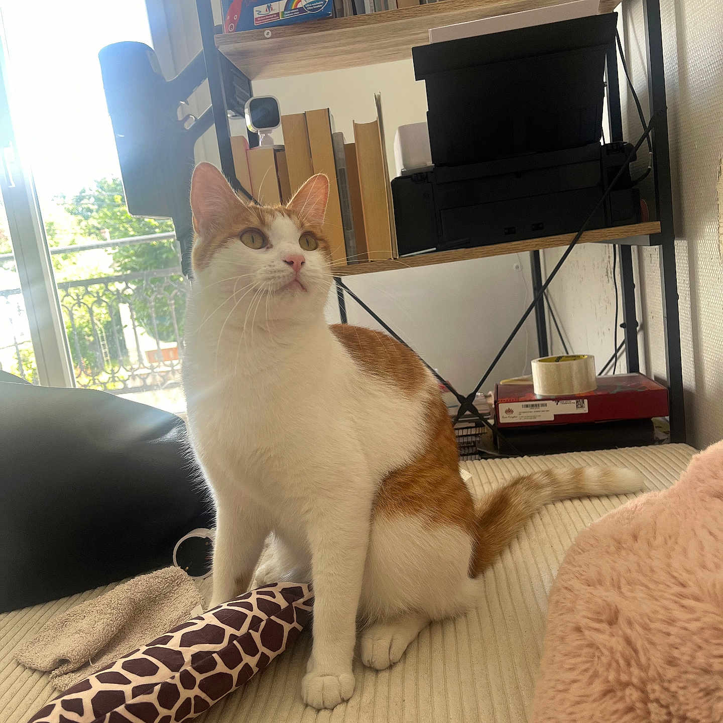 Cara a rejoint le concours — aidez-le/la à gagner de superbes lots ! balcony, bed, blanket, books, cat, cozy, domestic_animal, indoor, orange_cat, paws, pet, plush, printer, shelf, sunlight, tail, toy, whiskers, white_cat, window