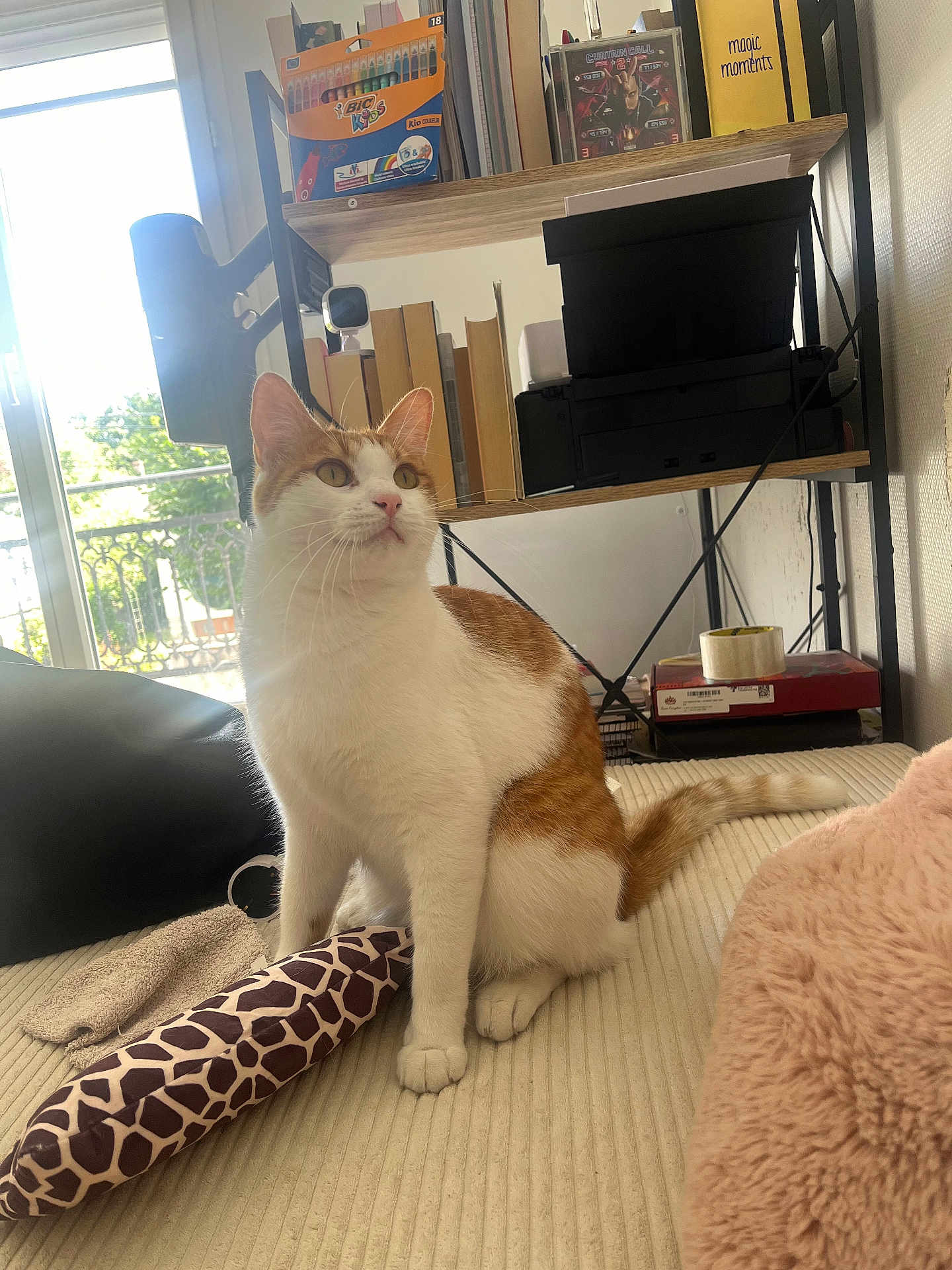 Cara a rejoint le concours — aidez-le/la à gagner de superbes lots ! cat, orange_cat, white_cat, pet, indoor, window, balcony, sunlight, shelf, books, printer, toy, plush, blanket, bed, paws, whiskers, tail, cozy, domestic_animal