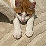 Cara a rejoint le concours — aidez-le/la à gagner de superbes lots ! cat, kitten, orange_cat, white_fur, paws, ears, eyes, nose, whiskers, fur, pet, indoor, rug, blanket, close_up, portrait, laying_down, curious, cute, scratching_post
