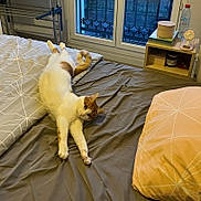 Cara a rejoint le concours — aidez-le/la à gagner de superbes lots ! cat, orange_cat, white_cat, bed, bedding, pillow, duvet, blanket, window, nightstand, water_bottle, shelf, book, indoor, stretching, pet, paw, home_interior, sleepy, patterned_textile