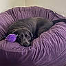 dog, black_dog, bean_bag, purple, plush, toy, indoor, pet, resting, relaxed, furniture, wooden_floor, corner, looking_up, cozy, comfort, canine, domestic_animal, household, animal