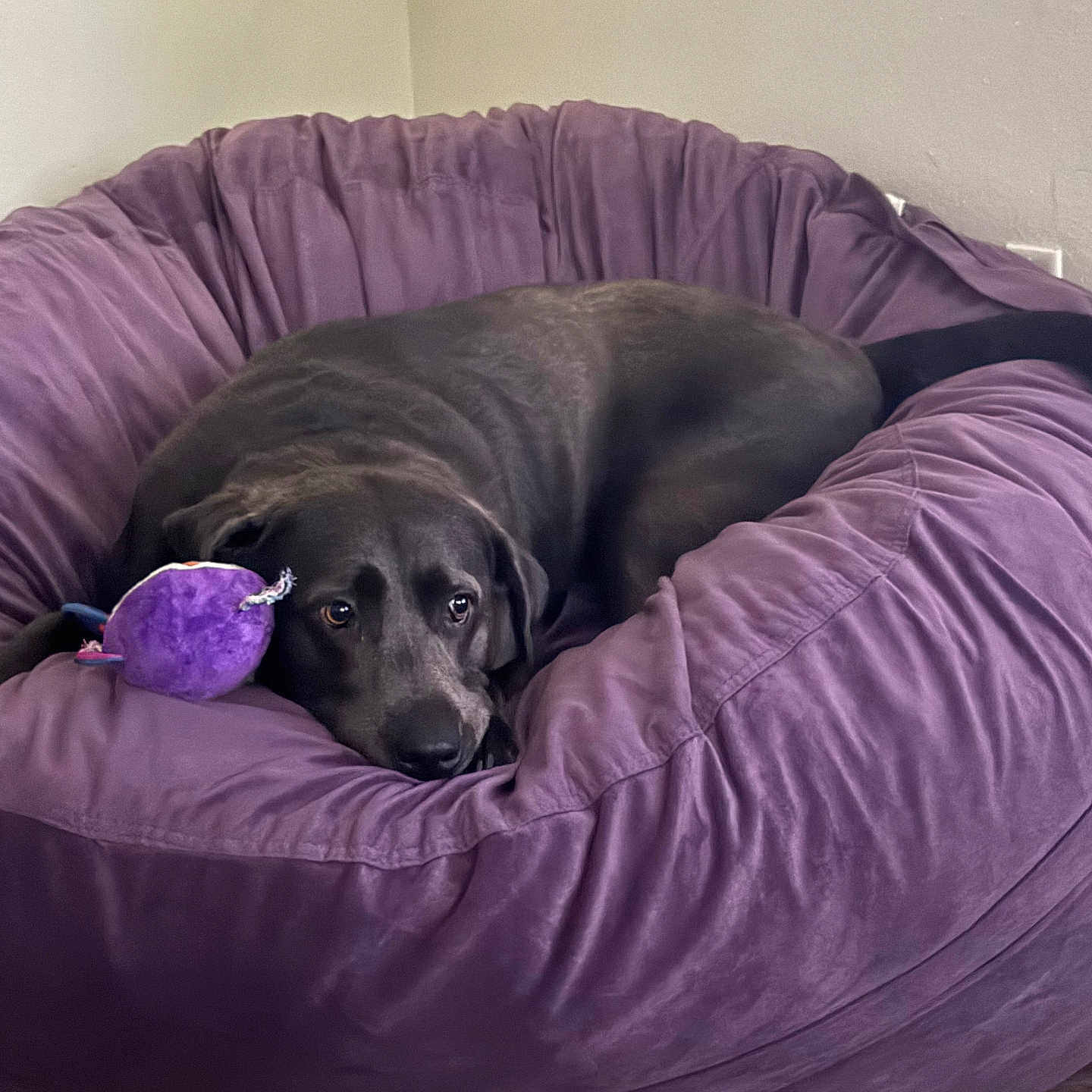Vashti joined the competition — help win amazing prizes! dog, black_dog, bean_bag, purple, plush, toy, indoor, pet, resting, relaxed, furniture, wooden_floor, corner, looking_up, cozy, comfort, canine, domestic_animal, household, animal