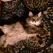 Zammis joined the competition — help win amazing prizes! animal, carpet, cat, curious, cute, domestic, ears, feline, floor, fluffy, fur, home, indoor, lying_down, patterned_rug, pet, relaxed, resting, whiskers, wide_eyes