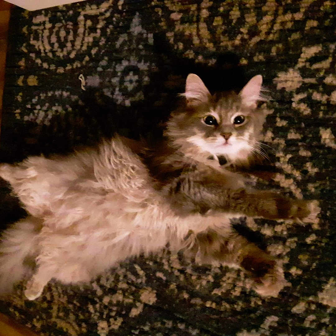 Zammis joined the competition — help win amazing prizes! animal, carpet, cat, curious, cute, domestic, ears, feline, floor, fluffy, fur, home, indoor, lying_down, patterned_rug, pet, relaxed, resting, whiskers, wide_eyes