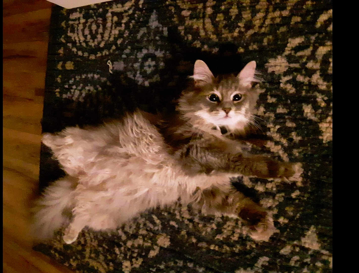 Zammis joined the competition — help win amazing prizes! animal, carpet, cat, curious, cute, domestic, ears, feline, floor, fluffy, fur, home, indoor, lying_down, patterned_rug, pet, relaxed, resting, whiskers, wide_eyes