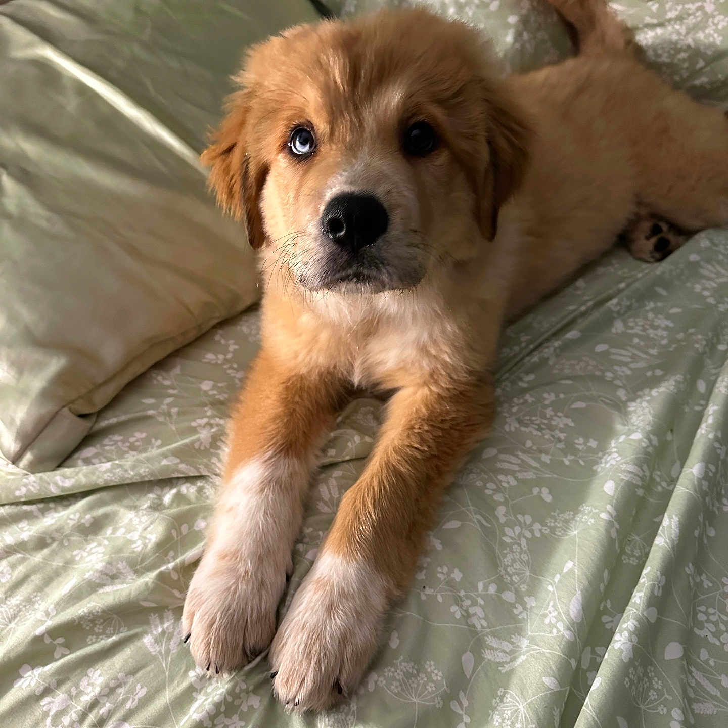 Matilda joined the competition — help win amazing prizes! puppy, dog, bed, bedding, fluffy, paw, fur, cute, animal, pet, indoor, resting, laying_down, young, canine, sleepy, soft, mammal, domestic_animal, relaxed
