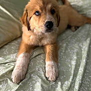 Matilda is registered to the contest to win money with this photo: puppy, dog, bed, bedding, green, fluffy, cute, pet, animal, lying_down, fur, white_paws, heterochromia, indoors, young, canine, relaxed, looking_up, soft, adorable