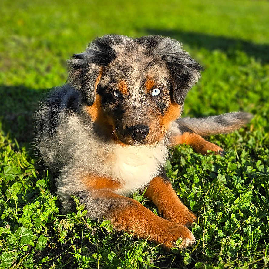 Bailey is registered to the contest to win money with this photo: animal, canine, cockerspaniel, collie, dog, field, germanshepherd, grass, grassland, green, lawn, nature, outdoors, papillon, pet, plant, poodle, puppy, terrier, vegetation