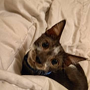 Haru is registered to the contest to win money with this photo: dog, puppy, blanket, bed, ears, fur, pet, indoor, cute, animal, sleepy, cozy, soft, comfort, looking, face, collar, young, domestic, companion