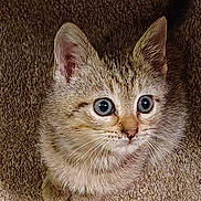 Rummy is registered to the contest to win money with this photo: kitten, cat, animal, pet, fur, eyes, whiskers, ears, carpet, texture, cute, young, mammal, feline, indoor, closeup, adorable, small, portrait, curious