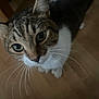 cat, tabby, whiskers, curious, indoor, wooden_floor, pet, animal, cute, feline, close_up, eyes, fur, domestic_cat, mammal, looking_up, portrait, household, companion, playful