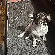 Bailey joined the competition — help win amazing prizes! dog, small_dog, pet, carpet, indoor, ears, looking_up, curious, floor, cables, furniture, white_fur, black_fur, brown_fur, paw, sitting, shadow, wood, home, cute