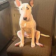 Odin joined the competition — help win amazing prizes! dog, bull_terrier, white_dog, sitting, chair, kitchen, indoor, pet, animal, ears, tail, floor, cabinet, countertop, furniture, domestic, looking, portrait, paw, household