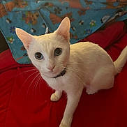 Cotton is registered to the contest to win money with this photo: cat, white_cat, pet, animal, indoor, bed, blanket, red_blanket, blue_blanket, floral_pattern, curious, whiskers, ears, feline, domestic_animal, cute, looking_at_camera, soft_lighting, collar, close_up