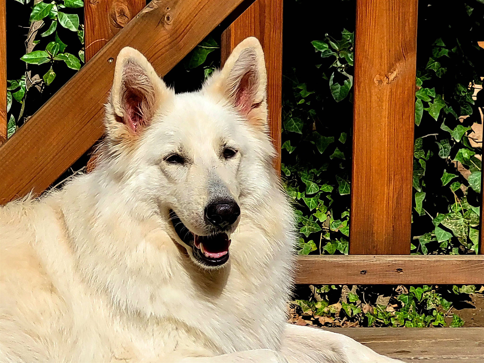 Rayban participe au concours pour gagner de l'argent avec cette photo : ancient_dog_breeds, canidae, carnivore, companion_dog, dog, dog_breed, fang, fence, fur, giant_dog_breed, home_fencing, jaw, non_sporting_group, plant, snout, sporting_group, tail, terrestrial_animal, working_animal, working_dog