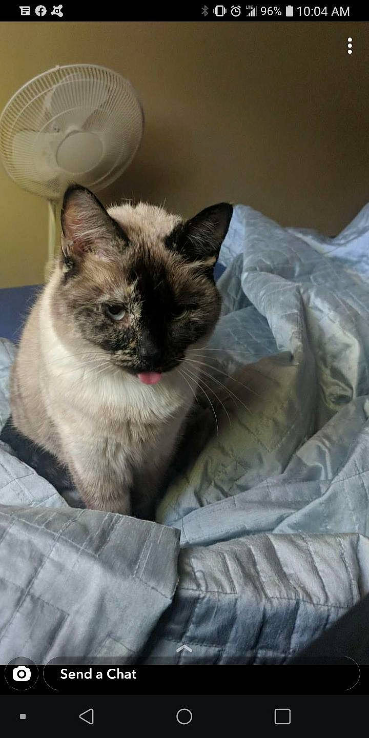 Iris joined the competition — help win amazing prizes! birman, carnivore, cat, claw, comfort, domestic_short_haired_cat, fawn, felidae, fur, grey, iris, paw, siamese, small_to_medium_sized_cats, snout, tail, thai, whiskers