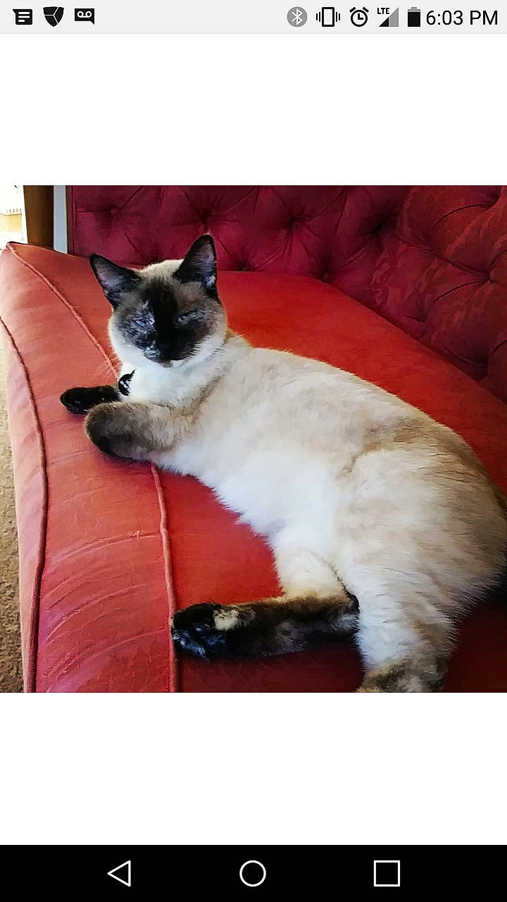 Iris is registered to the contest to win money with this photo: birman, carnivore, cat, comfort, companion_dog, couch, felidae, foot, fur, human_leg, paw, plant, rectangle, siamese, sitting, sky, small_to_medium_sized_cats, snout, tail, whiskers