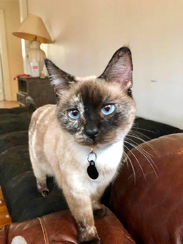 Iris joined the competition — help win amazing prizes! balinese, carnivore, cat, collar, comfort, fawn, felidae, fur, hardwood, lamp, lampshade, lighting_accessory, pet_supply, siamese, small_to_medium_sized_cats, snout, tail, thai, whiskers