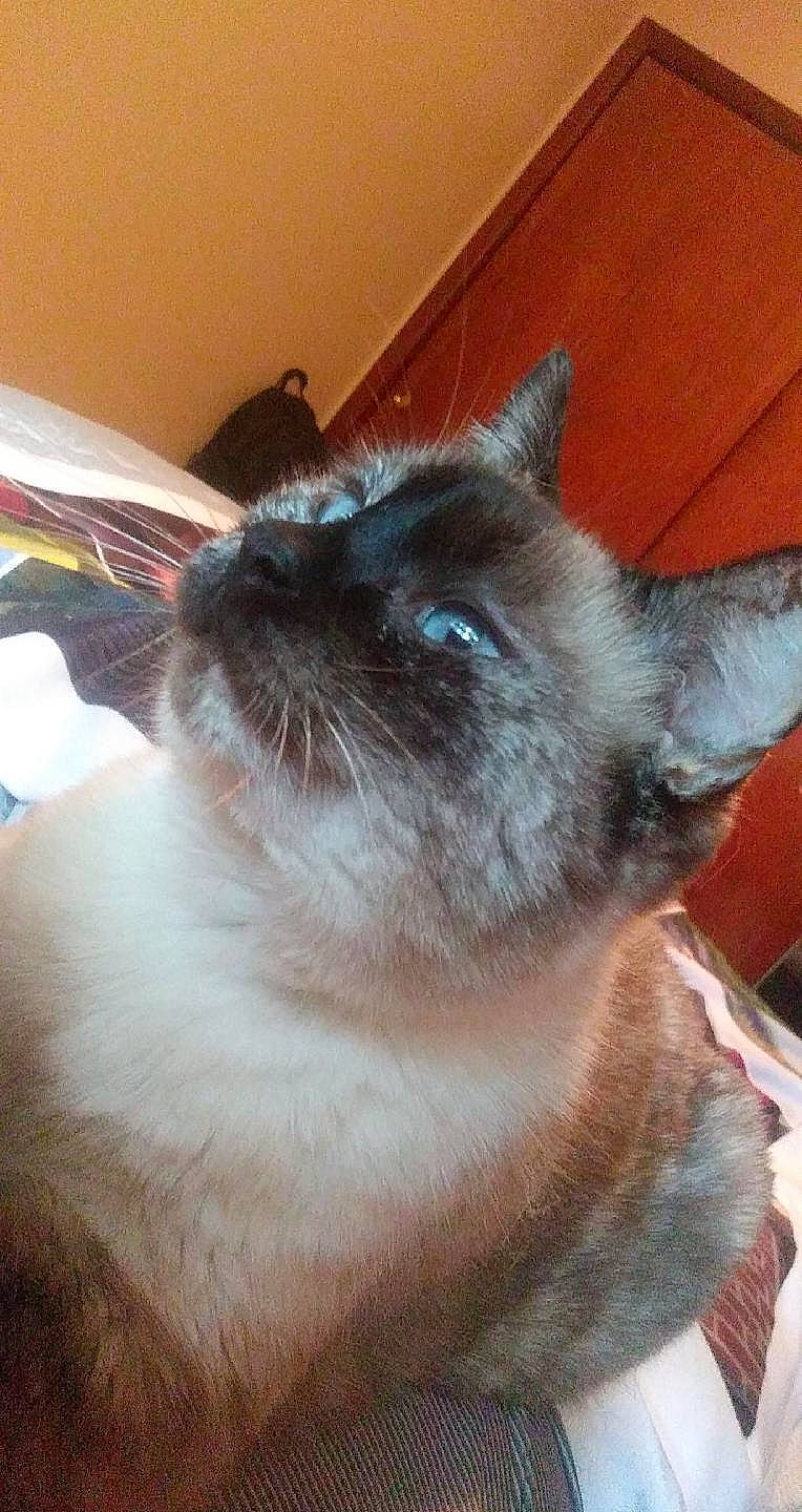 Iris is registered to the contest to win money with this photo: birman, carnivore, cat, domestic_short_haired_cat, fawn, felidae, fur, siamese, small_to_medium_sized_cats, snout, terrestrial_animal, thai, whiskers