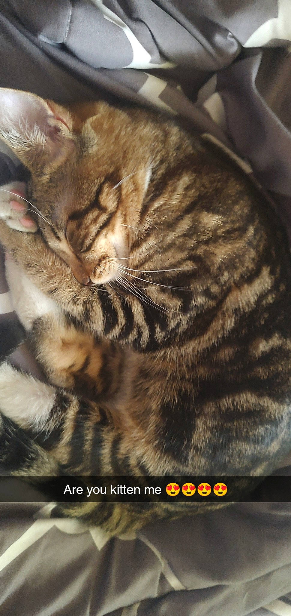 Persephone joined the competition — help win amazing prizes! carnivore, cat, claw, comfort, domestic_short_haired_cat, event, fawn, felidae, fur, paw, small_to_medium_sized_cats, snout, tail, terrestrial_animal, whiskers, wildlife