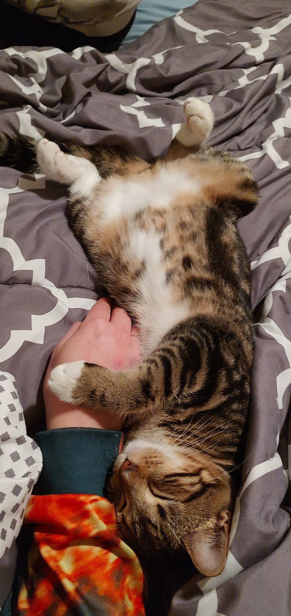 Persephone joined the competition — help win amazing prizes! bengal_tiger, big_cats, carnivore, cat, claw, comfort, domestic_short_haired_cat, fawn, felidae, fur, linens, nap, pattern, paw, siberian_tiger, small_to_medium_sized_cats, snout, terrestrial_animal, whiskers, wildlife