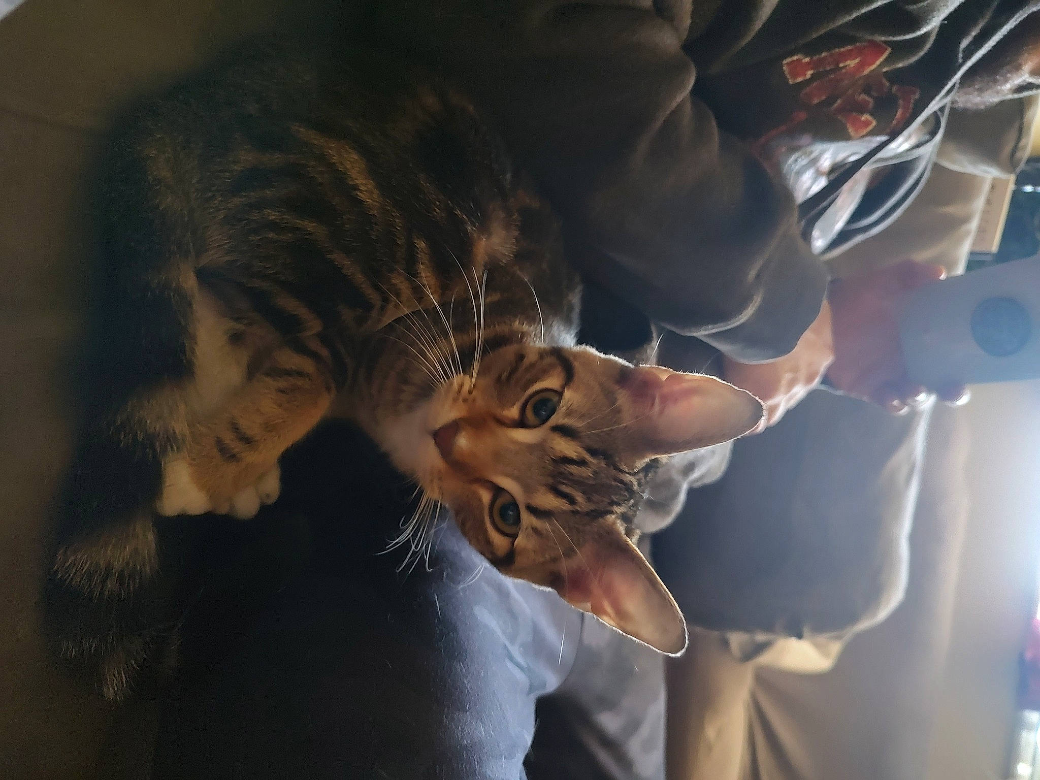 Persephone joined the competition — help win amazing prizes! artist, big_cats, carnivore, cat, domestic_short_haired_cat, ear, event, eyewear, fawn, felidae, fun, fur, gesture, jaw, small_to_medium_sized_cats, toy, tree, visual_arts, whiskers, wildlife