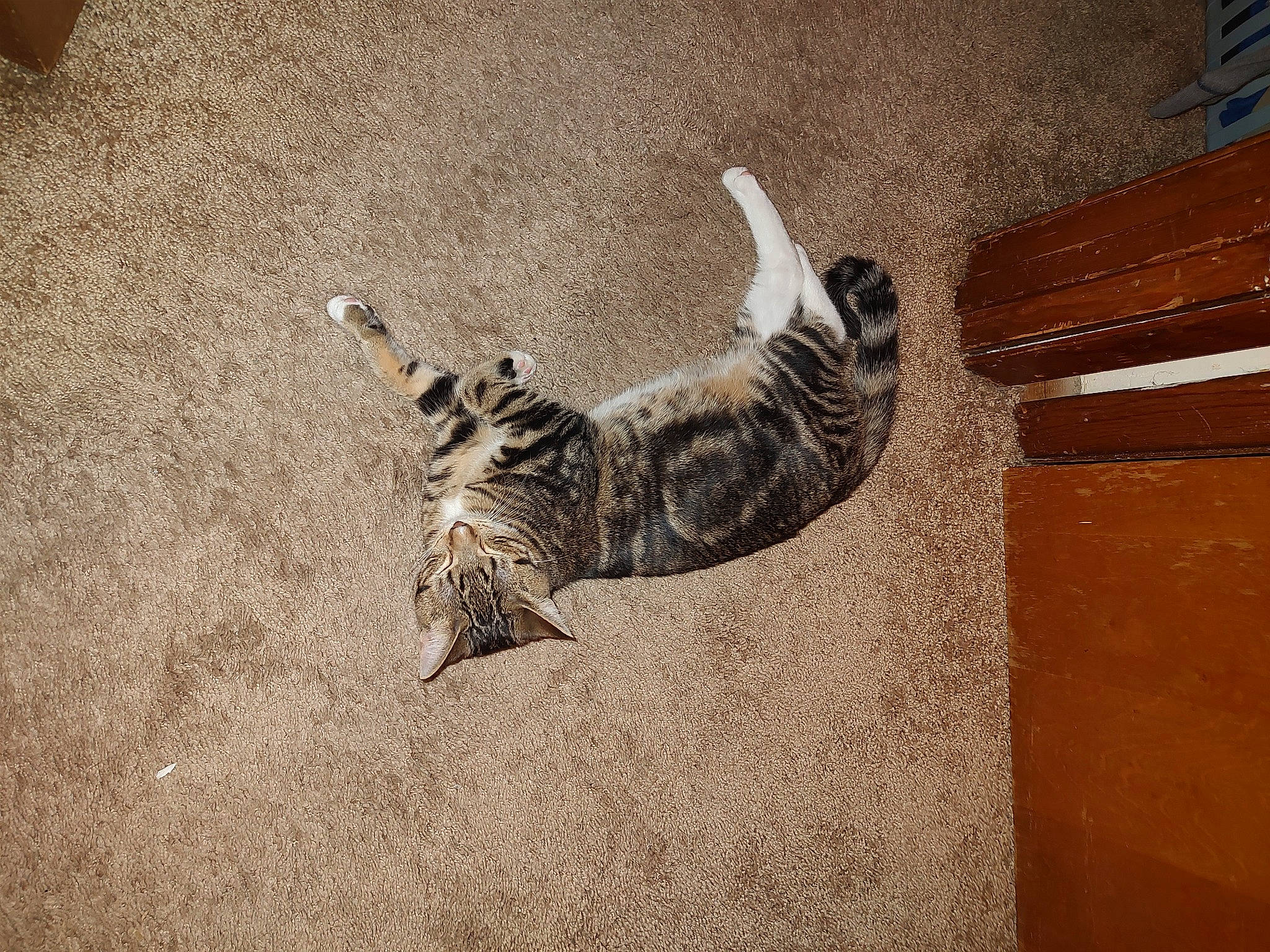 Persephone is registered to the contest to win money with this photo: carnivore, cat, domestic_short_haired_cat, felidae, floor, flooring, fur, grey, hardwood, pattern, paw, shadow, small_to_medium_sized_cats, snout, tail, terrestrial_animal, whiskers, wildlife, window, wood