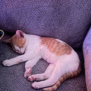 Taz joined the competition — help win amazing prizes! cat, sleeping, couch, indoor, pet, relaxed, fur, whiskers, paw, tail, resting, home, cozy, feline, animal, mammal, cute, nap, comfort, domestic