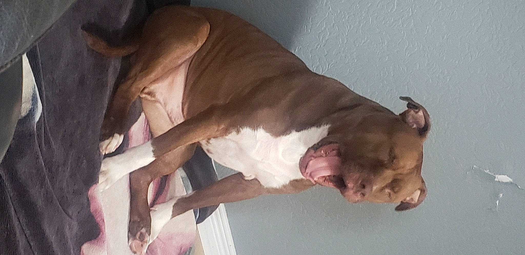 Wisckey a rejoint le concours — aidez-le/la à gagner de superbes lots ! ceiling, comfort, elbow, fawn, flesh, foot, fun, fur, gesture, happy, hardwood, human_leg, knee, linens, plaster, room, thigh, trunk, wood, wrist