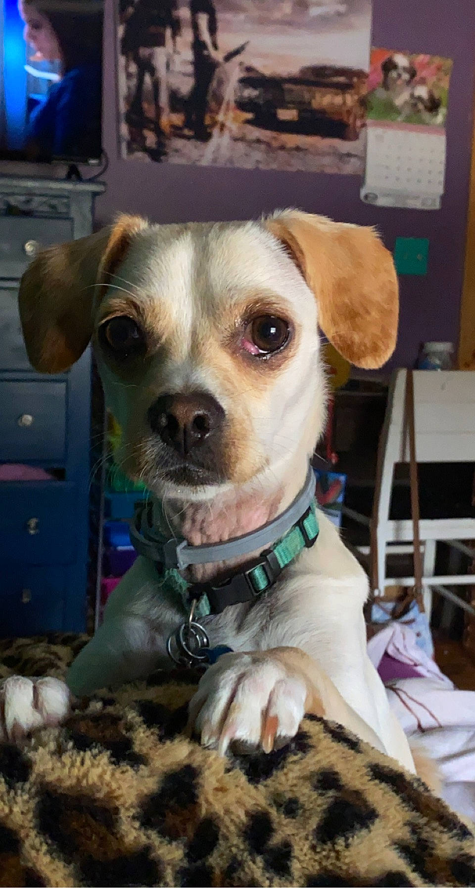 Sammy is registered to the contest to win money with this photo: blue, canidae, carnivore, collar, companion_dog, dog, dog_breed, dog_clothes, dog_collar, dog_supply, eyewear, fashion_accessory, fawn, fur, leash, non_sporting_group, snout, sporting_group, whiskers, working_animal