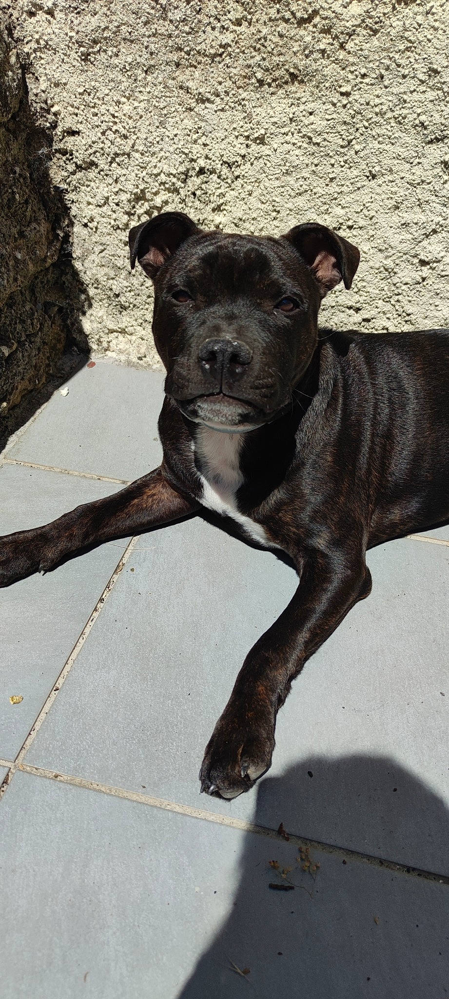 Tai a rejoint le concours — aidez-le/la à gagner de superbes lots ! ancient_dog_breeds, canidae, canis_panther, carnivore, collar, companion_dog, dog, dog_breed, dog_collar, fawn, hunting_dog, liver, non_sporting_group, snout, sporting_group, tail, terrestrial_animal, working_animal, working_dog