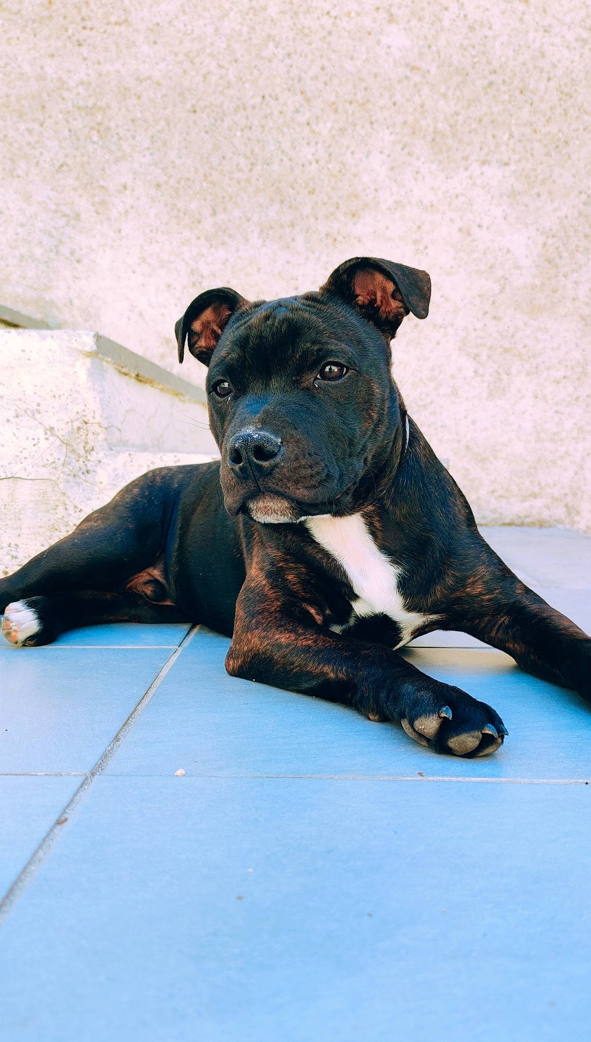 Tai a rejoint le concours — aidez-le/la à gagner de superbes lots ! canidae, carnivore, companion_dog, dog, dog_breed, electric_blue, fawn, foot, non_sporting_group, snout, sporting_group, tail, terrestrial_animal, working_animal, working_dog