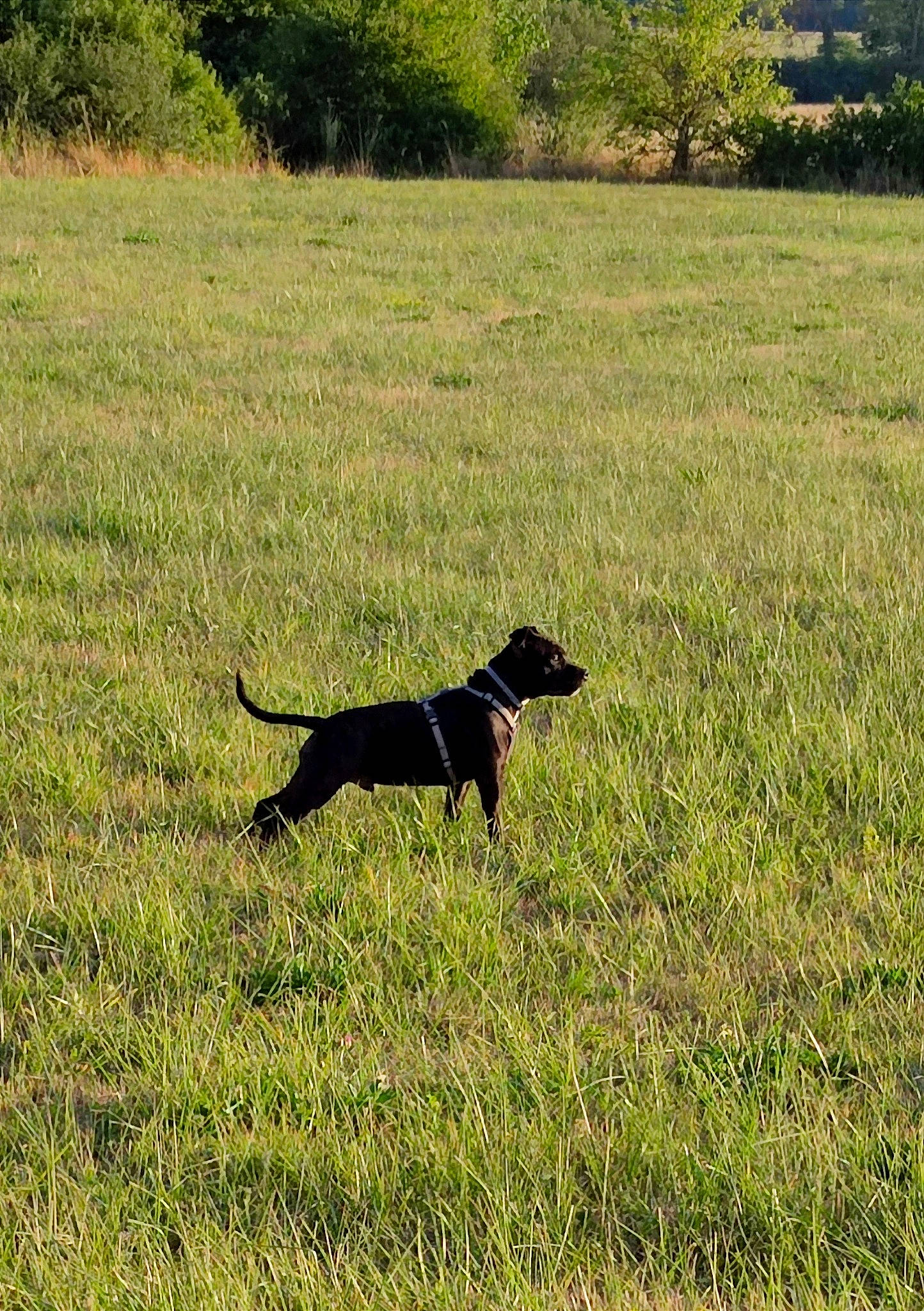Tai a rejoint le concours — aidez-le/la à gagner de superbes lots ! carnivore, collar, dog, dog_breed, event, field, grass, grassland, gun_dog, landscape, meadow, pasture, plant, prairie, soil, sporting_group, tail, terrestrial_animal, tree, working_animal