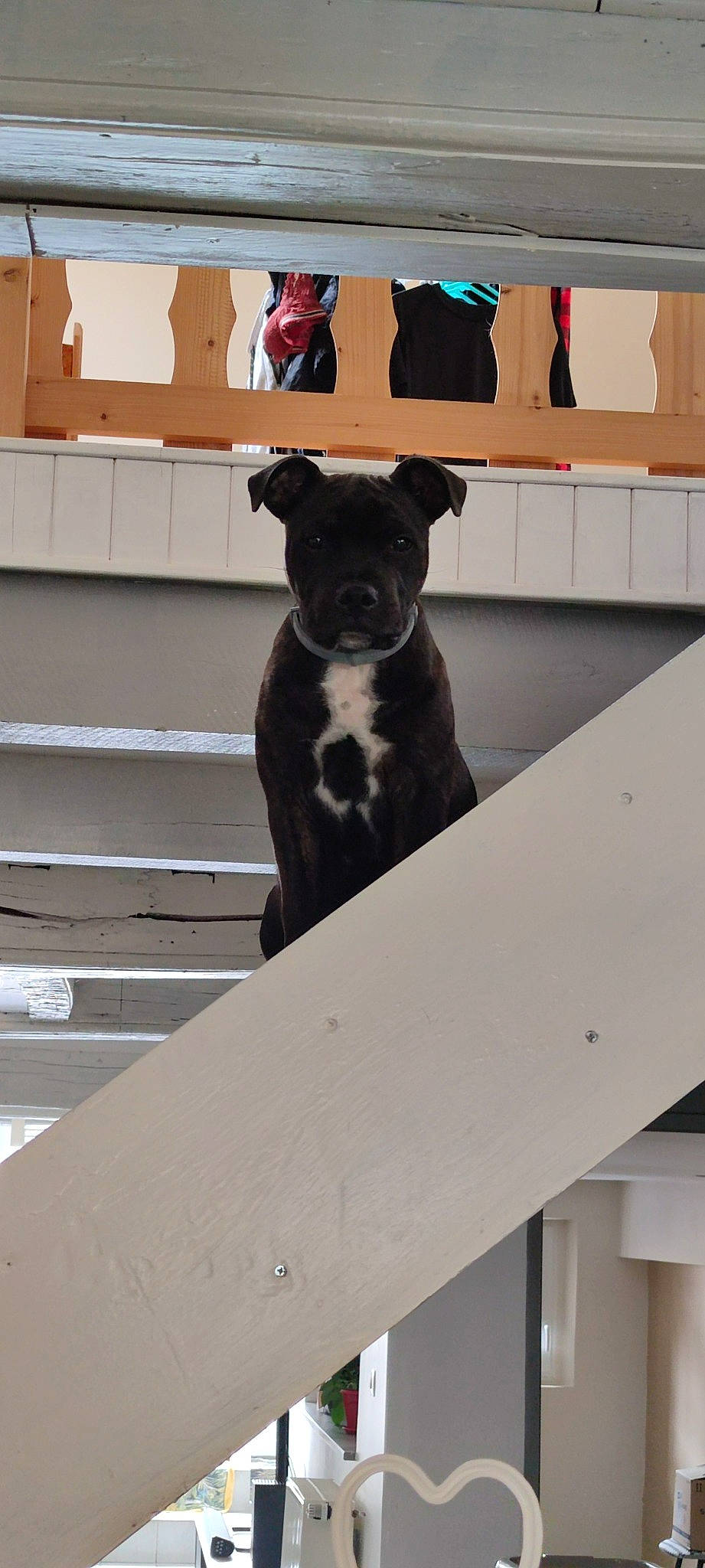 Tai a rejoint le concours — aidez-le/la à gagner de superbes lots ! borador, canidae, carnivore, collar, companion_dog, dog, dog_breed, dog_collar, fawn, grey, non_sporting_group, pet_supply, puppy, snout, sporting_group, terrestrial_animal, toy_dog, whiskers, wood, working_animal