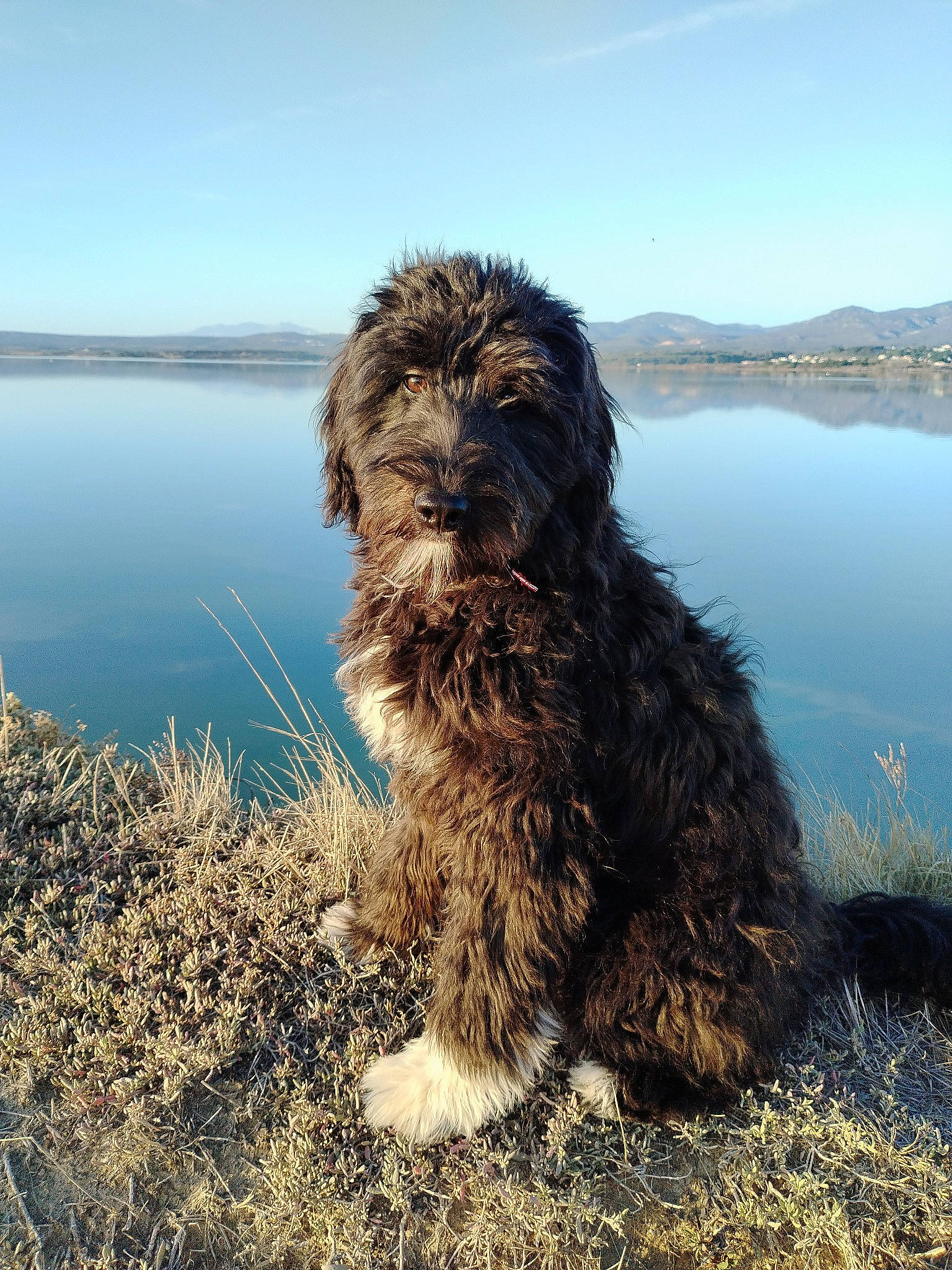 Tess a rejoint le concours — aidez-le/la à gagner de superbes lots ! canidae, carnivore, companion_dog, dog, dog_breed, lake, lake_district, liver, non_sporting_group, ocean, sky, small_terrier, snout, sporting_group, tail, terrestrial_animal, terrier, toy_dog, water, water_dog