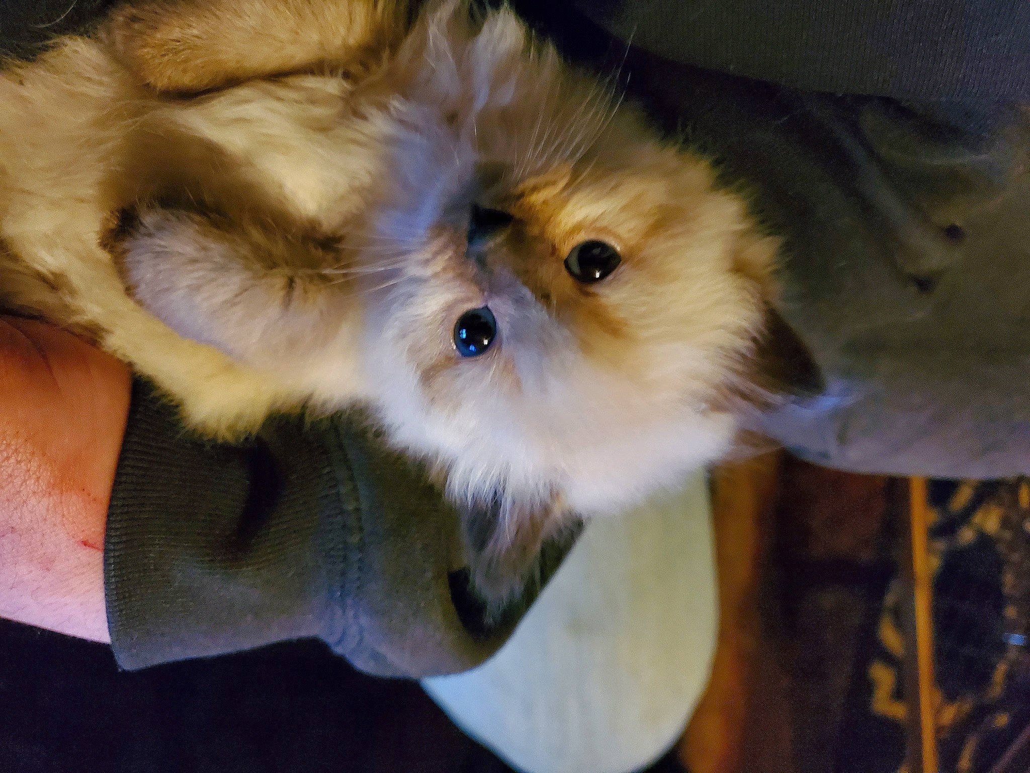 Stevie Nyx is registered to the contest to win money with this photo: canidae, carnivore, companion_dog, dog_breed, eye, fawn, felidae, fur, small_to_medium_sized_cats, snout, sporting_group, tail, terrestrial_animal, toy_dog, whiskers, wildlife