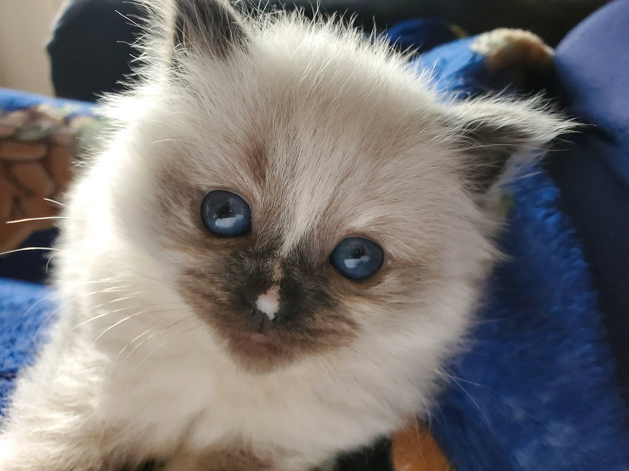 Stevie Nyx joined the competition — help win amazing prizes! balinese, birman, carnivore, cat, companion_dog, electric_blue, eye, fawn, felidae, fur, iris, photo_caption, ragdoll, siamese, small_to_medium_sized_cats, snout, terrestrial_animal, thai, tonkinese, whiskers