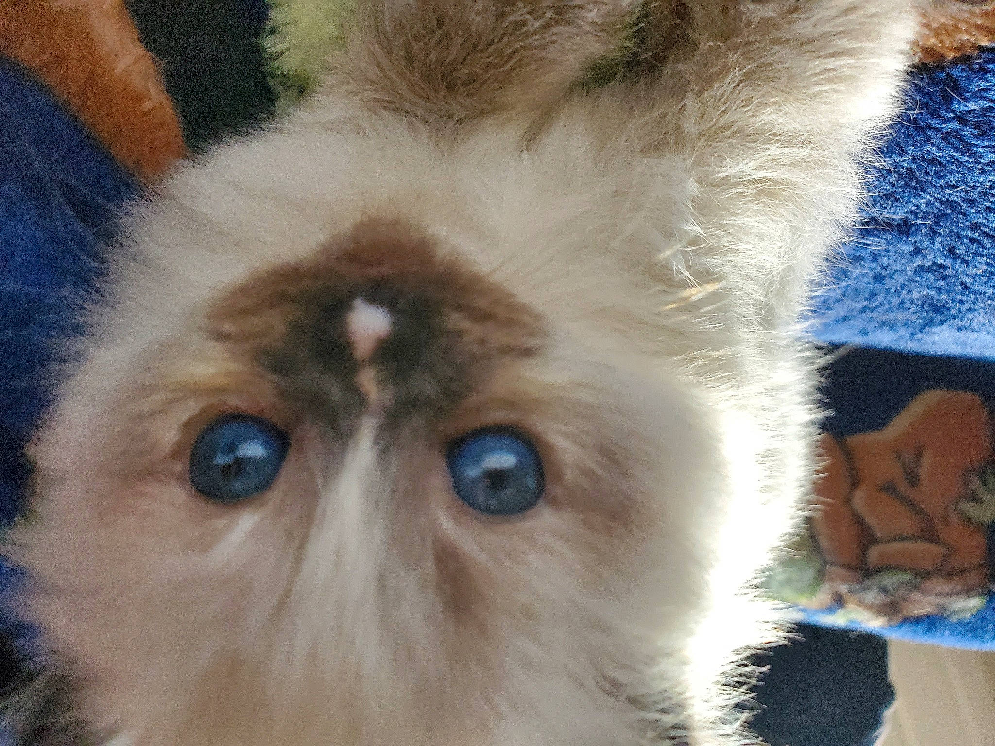 Stevie Nyx joined the competition — help win amazing prizes! birman, carnivore, cat, close_up, domestic_rabbit, ear, electric_blue, eyelash, fawn, felidae, fur, head, iris, paw, rabbits_and_hares, small_to_medium_sized_cats, snout, terrestrial_animal, whiskers, wildlife