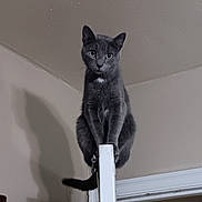 Teensie Mae joined the competition — help win amazing prizes! cat, gray_cat, indoor, door, perched, shadow, curious, animal, pet, feline, wall, ceiling, doorframe, balanced, looking, whiskers, ears, tail, household, room