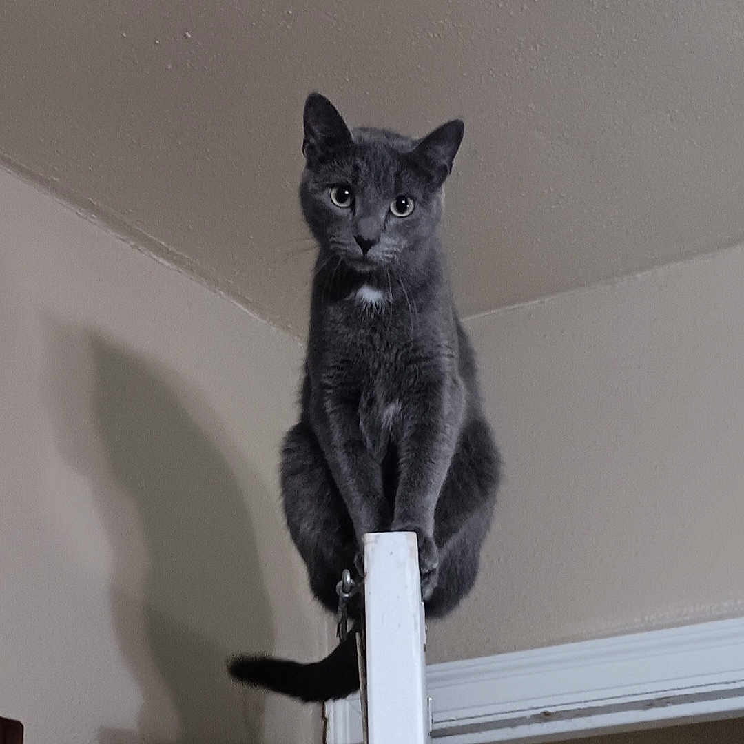 Teensie Mae joined the competition — help win amazing prizes! animal, balanced, cat, ceiling, curious, door, doorframe, ears, feline, gray_cat, household, indoor, looking, perched, pet, room, shadow, tail, wall, whiskers