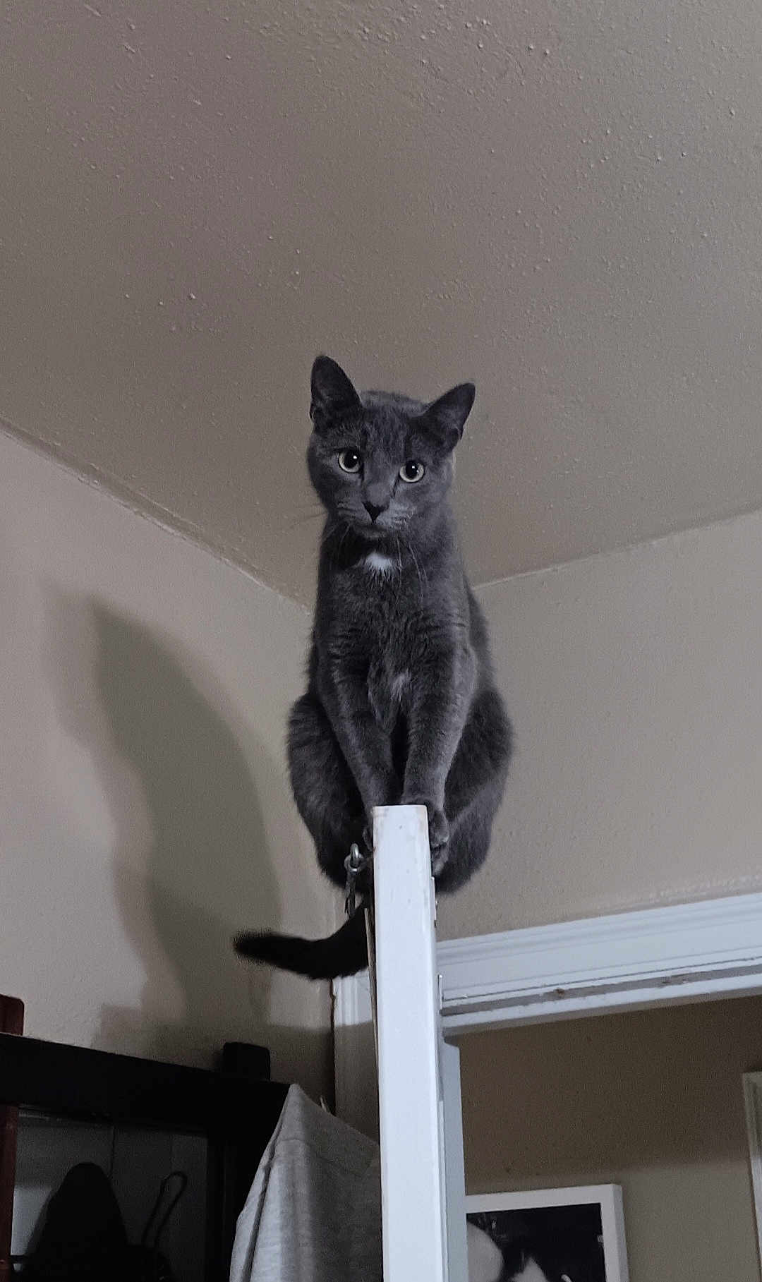 Teensie Mae joined the competition — help win amazing prizes! cat, gray_cat, indoor, door, perched, shadow, curious, animal, pet, feline, wall, ceiling, doorframe, balanced, looking, whiskers, ears, tail, household, room