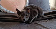 Teensie Mae joined the competition — help win amazing prizes! cat, gray_cat, bed, pillow, heart_shaped_pillow, text_on_pillow, gray_bedspread, indoor, pet, animal, feline, cute, curious, cozy, resting, looking_at_camera, home, soft_texture, sleeping_area, comfort
