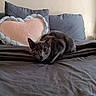 animal, bed, cat, comfort, cozy, curious, cute, feline, gray_bedspread, gray_cat, heart_shaped_pillow, home, indoor, looking_at_camera, pet, pillow, resting, sleeping_area, soft_texture, text_on_pillow