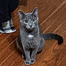 animal, cat, cozy, cute, domestic_cat, ears, eyes, feline, flooring, fur, gray_cat, home, indoor, looking, mammal, pet, sitting, tongue_out, whiskers, wooden_floor